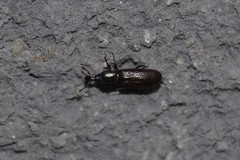 Cossonus cylindricus