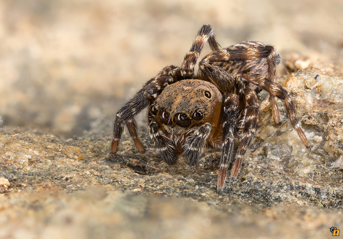 Algerian Jumping Spider