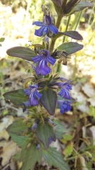 Ajuga genevensis
