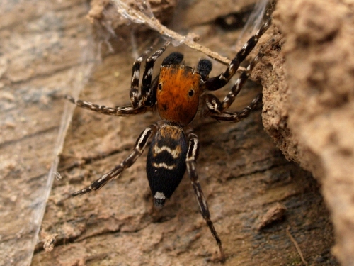 Algerian Jumping Spider
