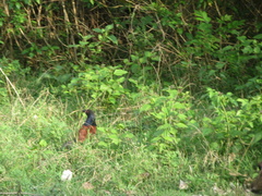 Centropus sinensis parroti