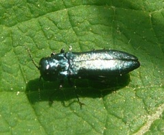 Agrilus cyanescens