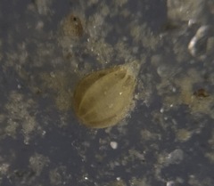 Oolina