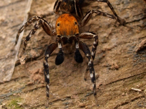 Algerian Jumping Spider