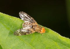 Oxyna parietina