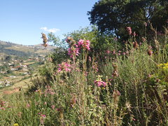 Syncolostemon densiflorus