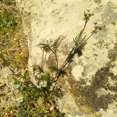Torilis leptophylla