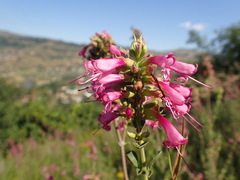 Syncolostemon densiflorus
