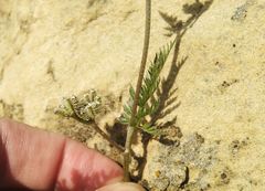 Torilis leptophylla