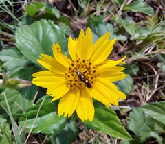 Eretmocera impactella