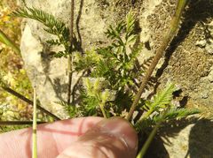 Torilis leptophylla
