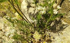 Torilis leptophylla