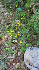Ranunculus neapolitanus