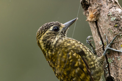 Dryobates spilogaster