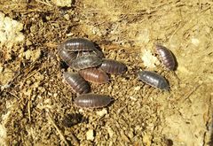 Protracheoniscus major