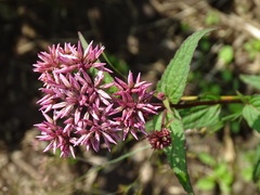 Eupatorium shimadae