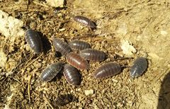 Protracheoniscus major