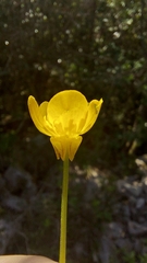 Ranunculus neapolitanus