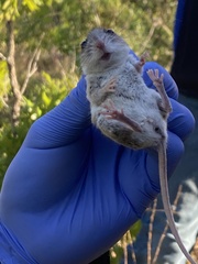 Podomys floridanus
