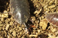 Protracheoniscus major