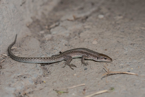 Dagestan Lizard