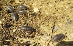 Protracheoniscus major