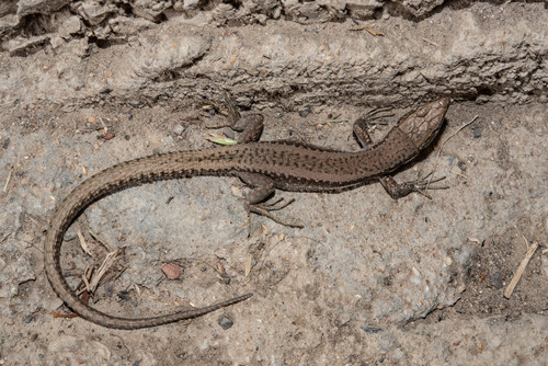 Dagestan Lizard