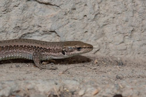 Dagestan Lizard