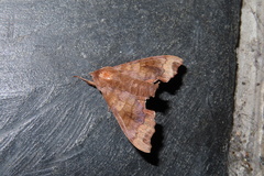 Cypoides chinensis