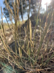 Muhlenbergia wrightii