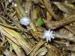 Coprinopsis friesii