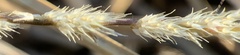Muhlenbergia wrightii