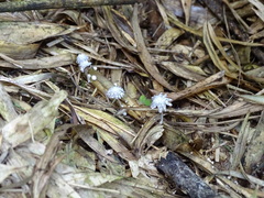 Coprinopsis friesii