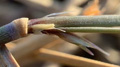 Muhlenbergia wrightii