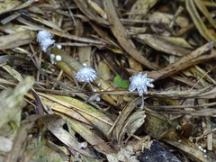 Coprinopsis friesii