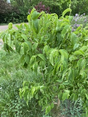 Heptacodium
