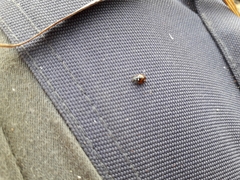 Adalia angulifera