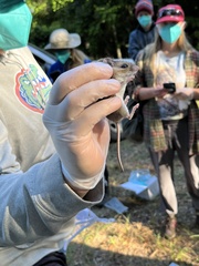 Peromyscus gossypinus