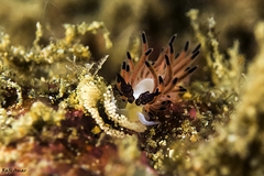 Favorinus tsuruganus