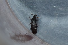 Cossonus cylindricus