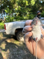 Peromyscus gossypinus