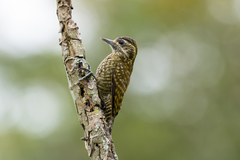 Dryobates spilogaster