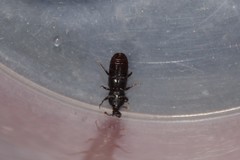 Cossonus cylindricus