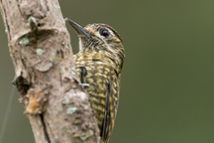 Dryobates spilogaster