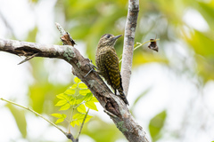 Dryobates spilogaster