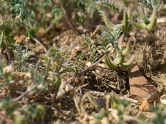 Astragalus asterias