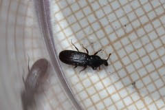 Cossonus cylindricus