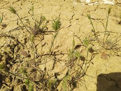 Eremopyrum orientale