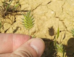 Eremopyrum orientale