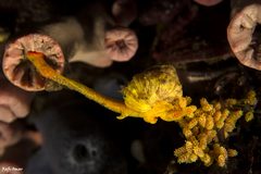 Epidendrium billeeanum